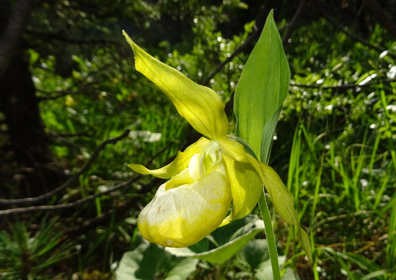 Cypripedium calceolus f. flavum